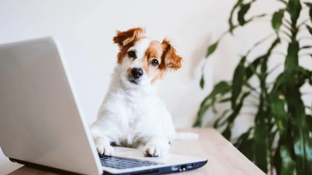 Dog sitting at laptop computer